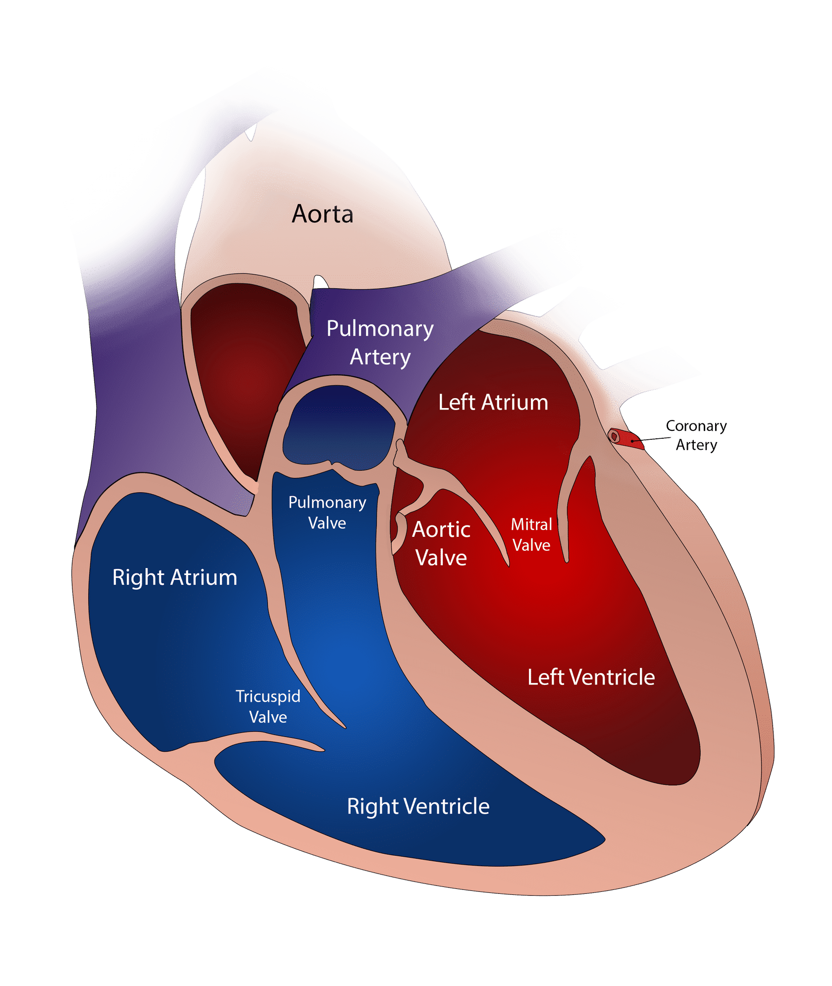The Heart
